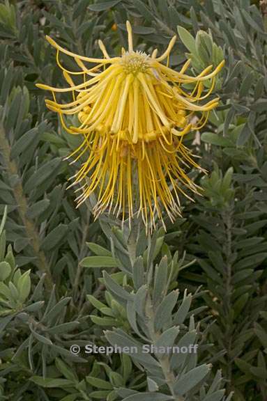 leucospermum reflexum 5 graphic